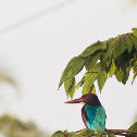 White-throated Kingfisher