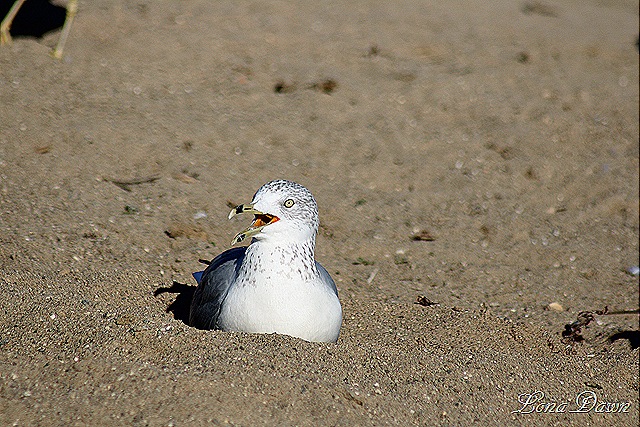 [CC_SeaGull2%255B9%255D.jpg]