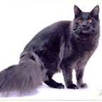RW QGC Windwalker Elwood Blues Elwood.jpg