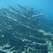  Scuba Dive Buck Island Reef