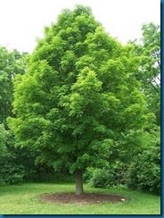 Acer_saccharumWikimediaBruceMarlin oval shape Acer_saccharumWikimediaBruceMarlin oval shape
