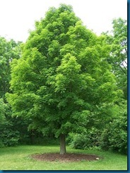 Acer_saccharumWikimediaBruceMarlin oval shape