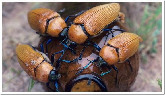 Rame-rame para kumbang jantan mencoba mengawini sebuah botol bir