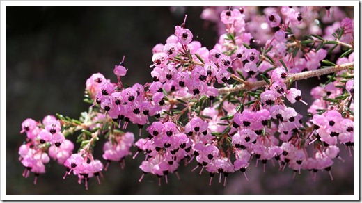 120211_UCSC_Arboretum_Erica-canaliculata_04 120211_UCSC_Arboretum_Erica-canaliculata_04