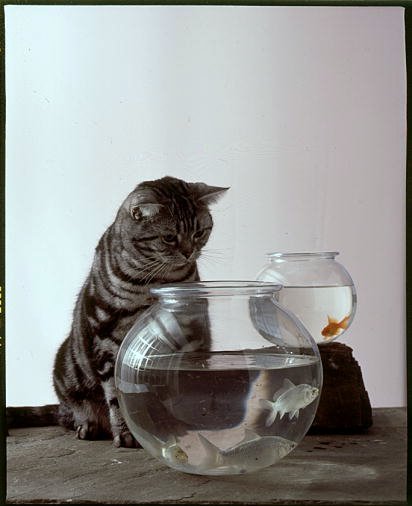 Pets are great company in a new home.