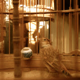 Shanghai - Pets market - Comme un oiseau en cage
