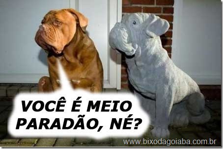 meio-paradao
