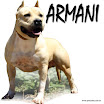 ARMANI_REC.jpg