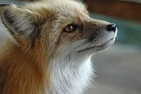 Red Fox Red Fox
