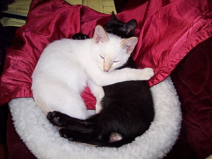 Don't these cuties look like the Yin-Yang symbol?