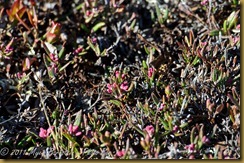 Tundra plants D7K_9539 NIKON D7000 June 20, 2011