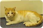 Oliver Stone  is a domestic shorthair from Molly's Mutts & Meows in Los Angeles, one of the shelters Margo's Bark supports.