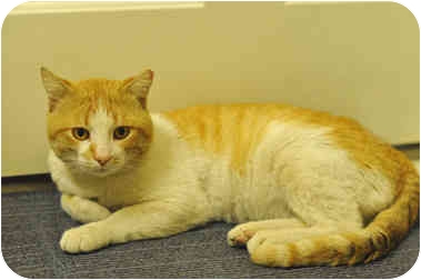 Oliver Stone  is a domestic shorthair from Molly's Mutts & Meows in Los Angeles, one of the shelters Margo's Bark supports.