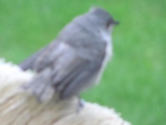 baby titmouse learning to fly 6.2.12