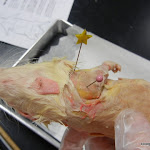 rat_muscles_arm.JPG