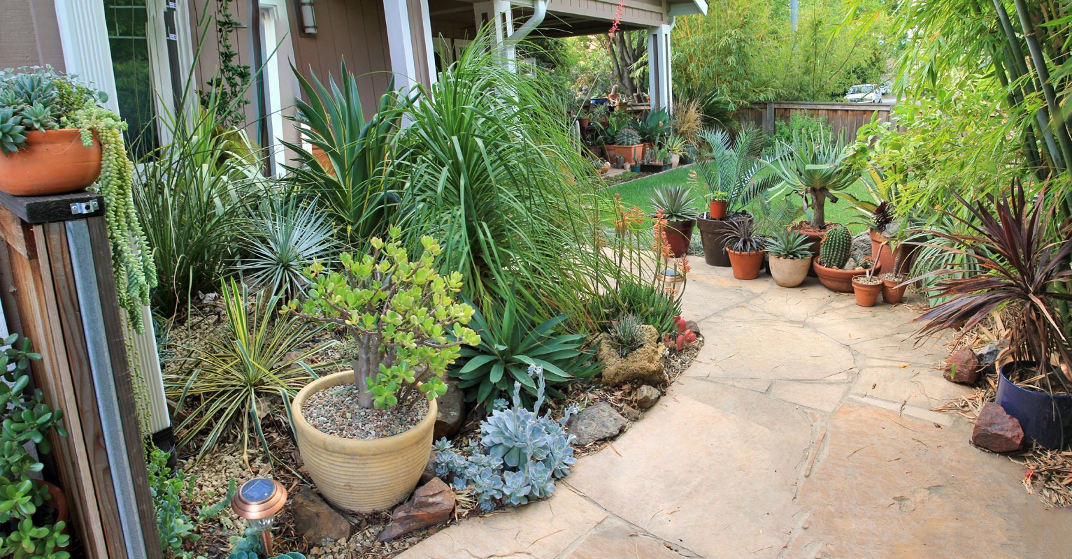 [130508_frontyard_succ_bed_pano2%255B6%255D.jpg]