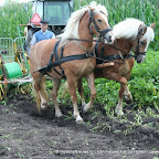 graanoogst-09-034.jpg