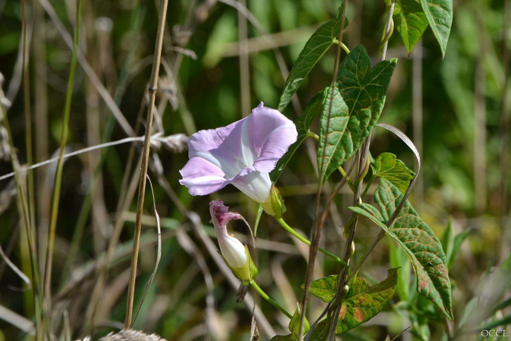 [DSC_1542%255B3%255D.jpg]