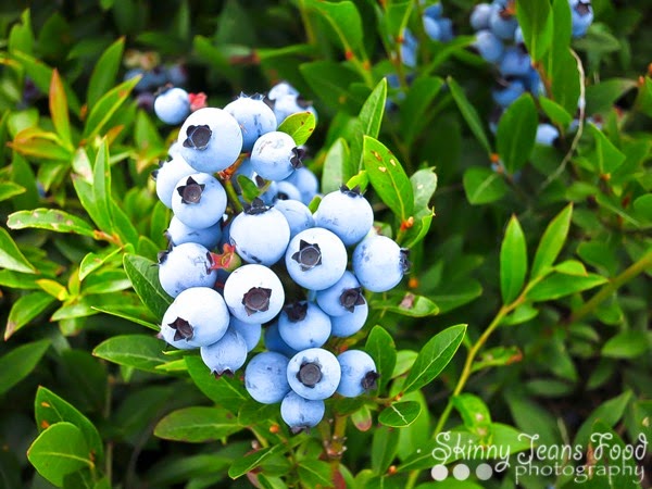 [blueberries-1LR%255B3%255D.jpg]