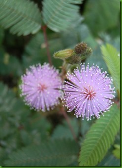 Mimosa pudica (1) Mimosa pudica (1)