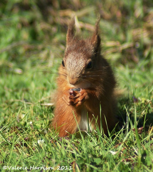 [red-squirrel-and-seed%255B2%255D.jpg]
