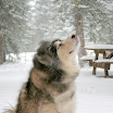 Shake it Off!! (3 of 1).JPG