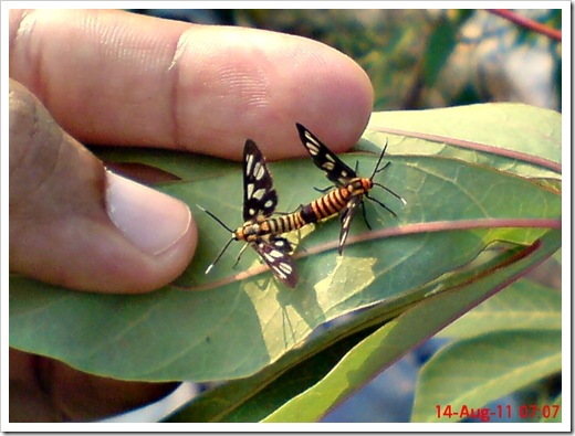 wasp moth (Amata huebneri) mating