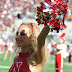 DSC_0035 (725x482).jpg