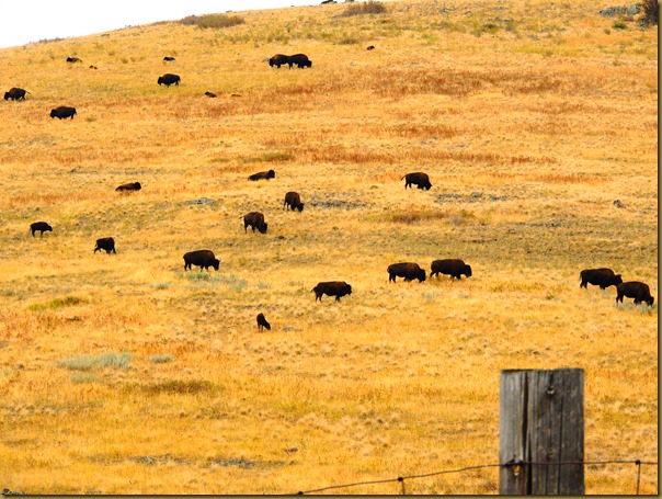 A large herd of bison grazing on the range