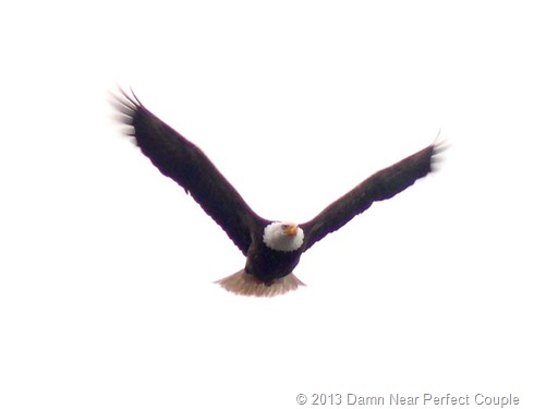 Flying Eagle Neah Bay