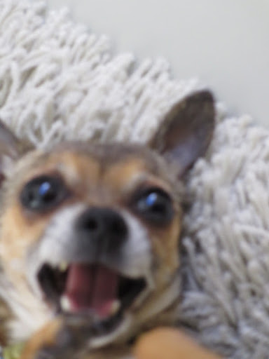 ...with more playful, silly facial indicators...like that demonstrated by lead investigator Dr. Minnow...above....