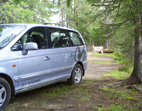 En snygg bil! och en ko!