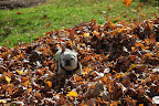 There!  I blew myself a nice pile of leaves.  Now I get to bask in it.  The leaves are so soft and great smelling.