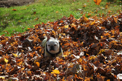 There!  I blew myself a nice pile of leaves.  Now I get to bask in it.  The leaves are so soft and great smelling.