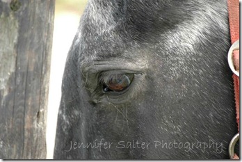 horse eye 1