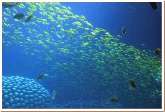 珠海橫琴長隆海洋王國_海洋奇觀_20