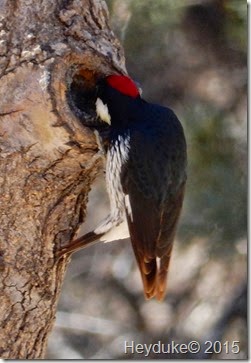 Madera Canyon Acorn Woodpecker 2