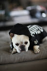 We Enter a Halloween Contest