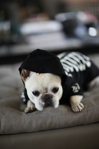 Sharkey the Skeleton