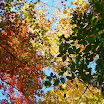 fall tree views in my yard 043.JPG