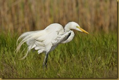 bnsbl   Great Egret_ROT4335   NIKON D3S June 04, 2011