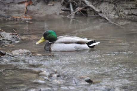 DSC_0982.jpg DSC 0982