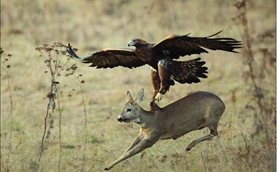 Fotógrafo Milan Krasula registrou o exato momento em que uma águia tentava capturar um cervo. (Foto: Reprodução/Daily Mail)