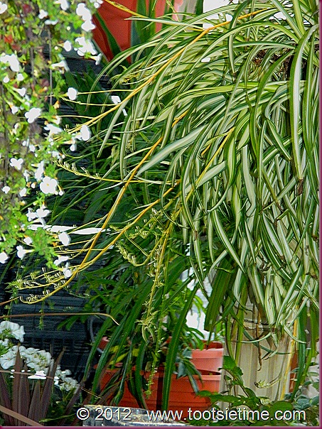 DSCN5948 DSCN5948