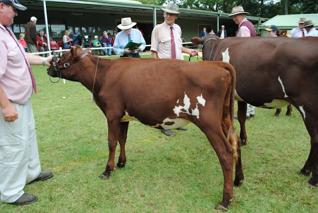 Heifer U12mths.JPG