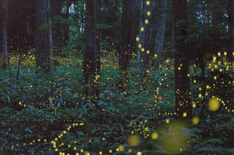 gold-fireflies-3