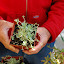 lincolnton market april 201114.jpg
