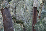 Cork trees, Ain Draham, Tunisia