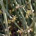 Ephedra%252520sp.%25252c%252520ararat%25252c%2525202012.05.11