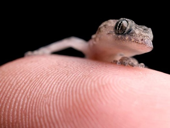 small-reptile-macro